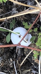 Cahuillus indioensis