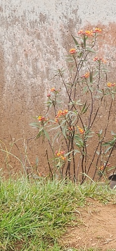 tropical milkweed