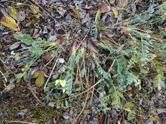 Oxytropis maydelliana