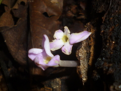 Voyria truncata