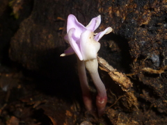 Voyria truncata