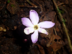 Voyria truncata
