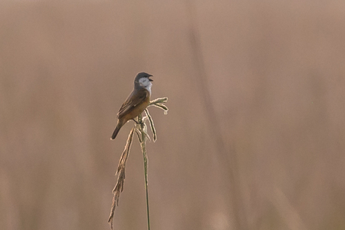 Marsh Seedeater (Sporophila palustris), photo 7