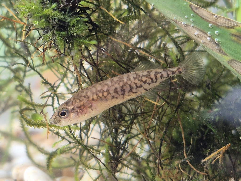 Greek Stickleback