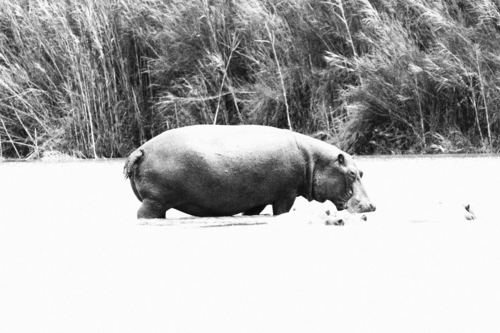 Common Hippopotamus