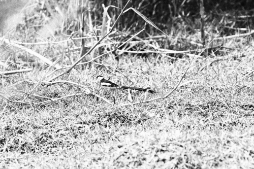 Pin-tailed Whydah
