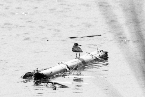 Common Sandpiper