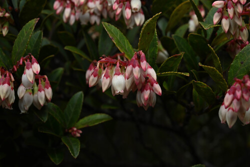Costa Rican blueberry (Vaccinium consanguineum)