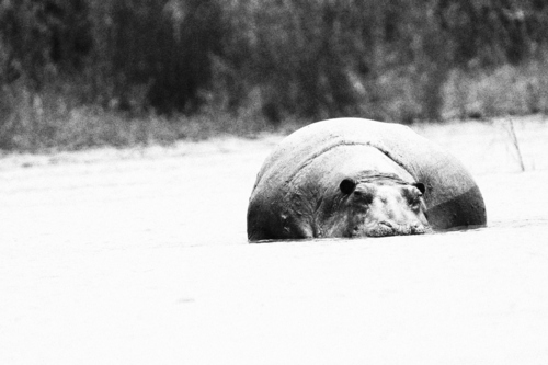 Common Hippopotamus