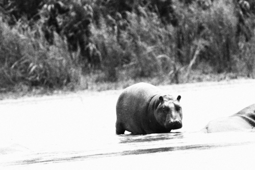 Common Hippopotamus