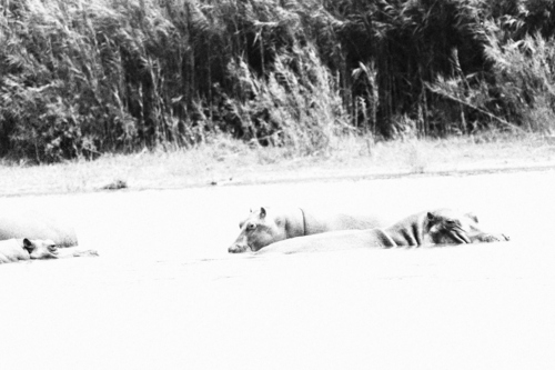 Common Hippopotamus