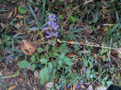 Japanese Purple Sage (Salvia japonica)