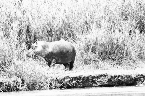 Common Hippopotamus
