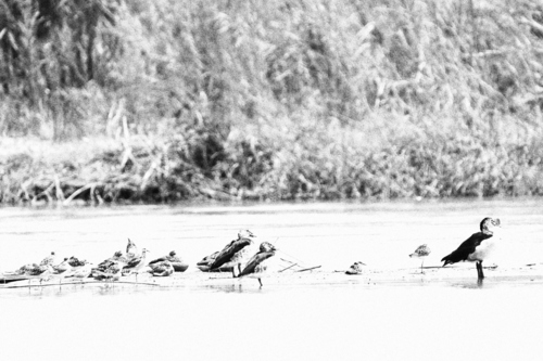 Knob-billed Duck