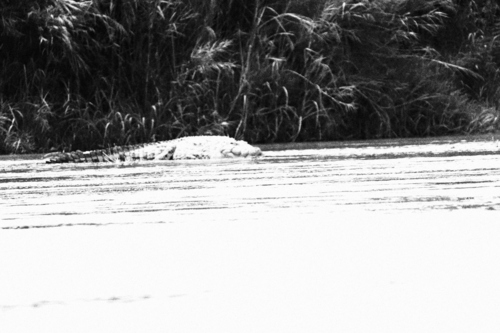 Nile Crocodile