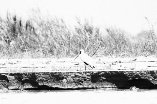 Yellow-billed Stork