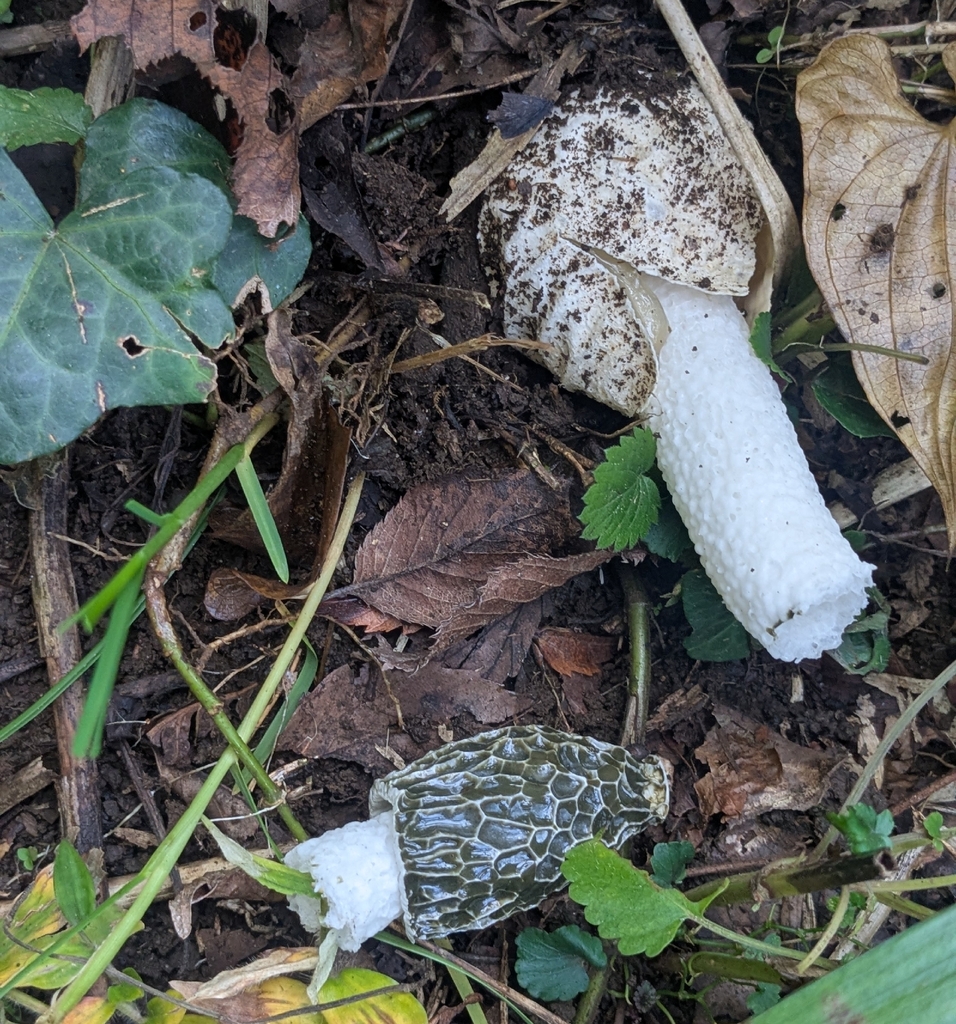 Phallus impudicus · November 2025 · photo: © mami_t_t (iNaturalist, cc-by)