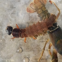 Dysmicohermes disjunctus