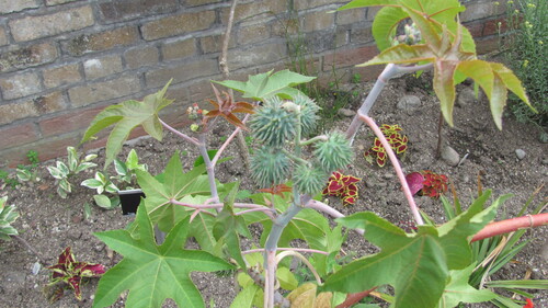 castor bean