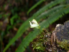 Utricularia jamesoniana