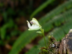 Utricularia jamesoniana