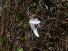 Utricularia jamesoniana
