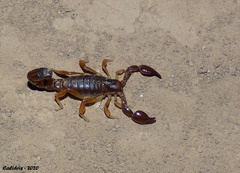 Bothriurus bonariensis