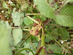 Tropidacris collaris