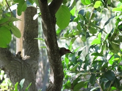 Melanerpes aurifrons