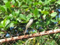 Tyrannus melancholicus