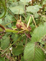 Tropidacris collaris