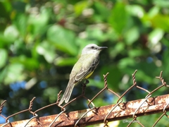 Tyrannus melancholicus