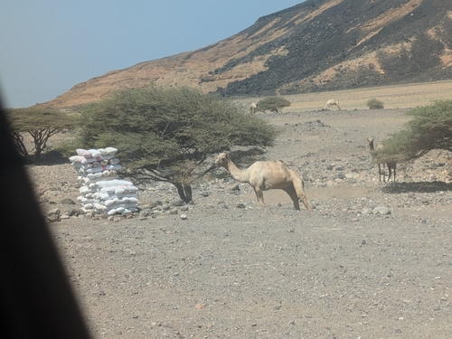 Dromedary Camel