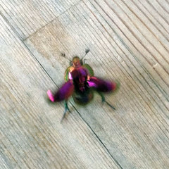 Phelotrupes auratus
