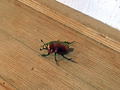 Phelotrupes auratus