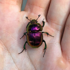 Phelotrupes auratus