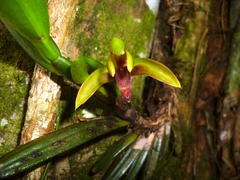 Maxillaria aciantha
