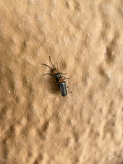 Silinae