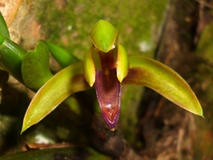 Maxillaria aciantha