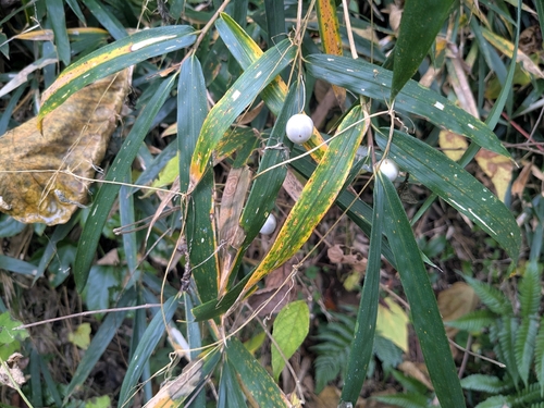 Indian Zehneria (Zehneria japonica)