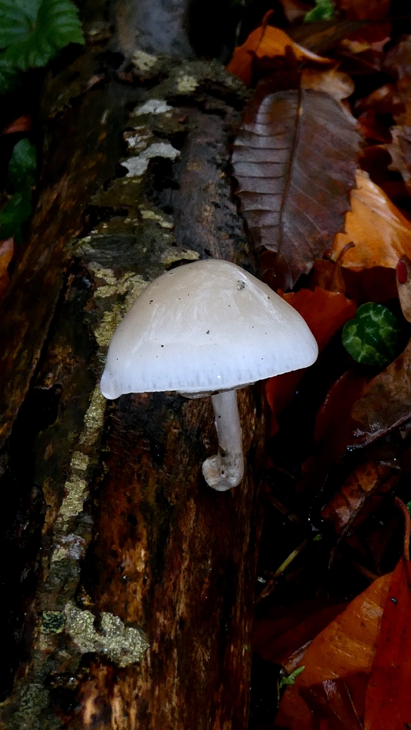 Oudemansiella mucida · November 2025 · photo: © patricklm35 (iNaturalist, cc0)