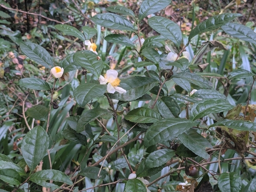 tea (Camellia sinensis)