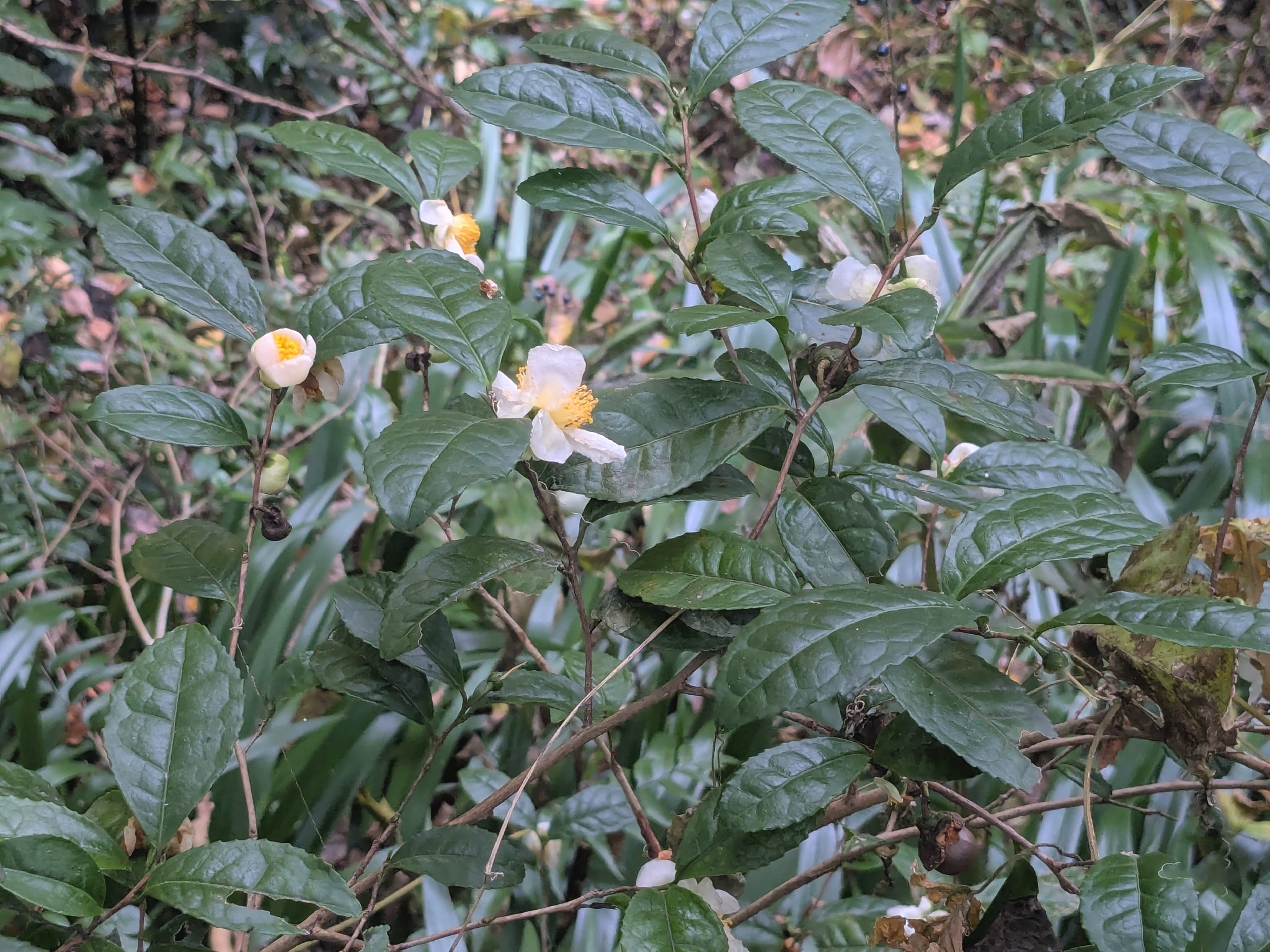 Tea (Camellia sinensis)