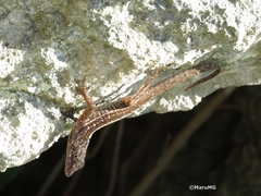 Anolis sagrei