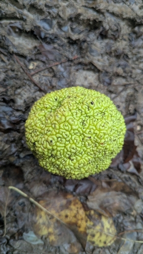 Osage-orange