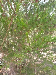 Melaleuca nodosa