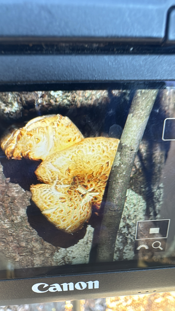 Neolentinus lepideus · November 2025 · photo: © decaturjosh (iNaturalist, cc0)
