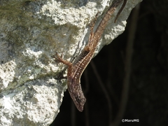 Anolis sagrei