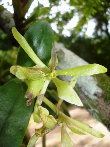 Epidendrum yojoaense Hágsater & L.Sánchez 3