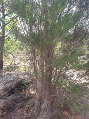 Melaleuca nodosa